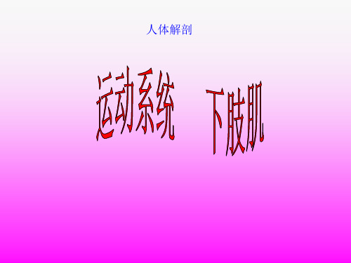 人体解剖-骨骼肌-下肢肌