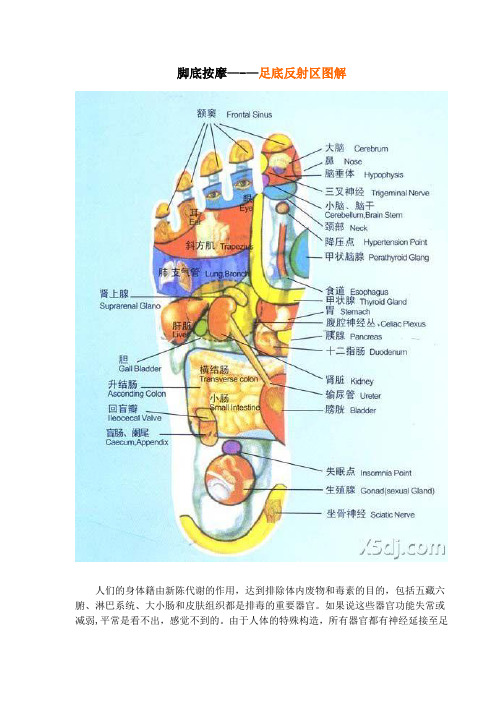 脚底按摩---足底反射区图解