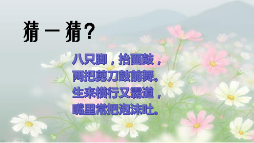 线描画螃蟹 美术教育课件