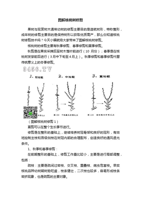 图解核桃树修剪