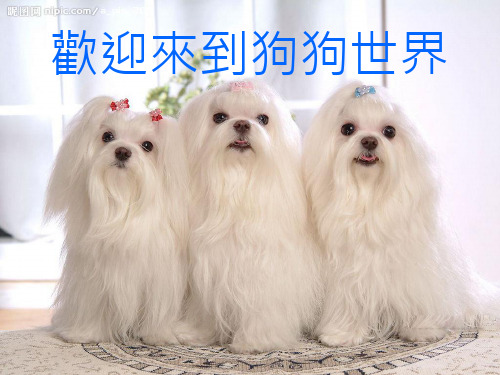 标准型贵宾犬