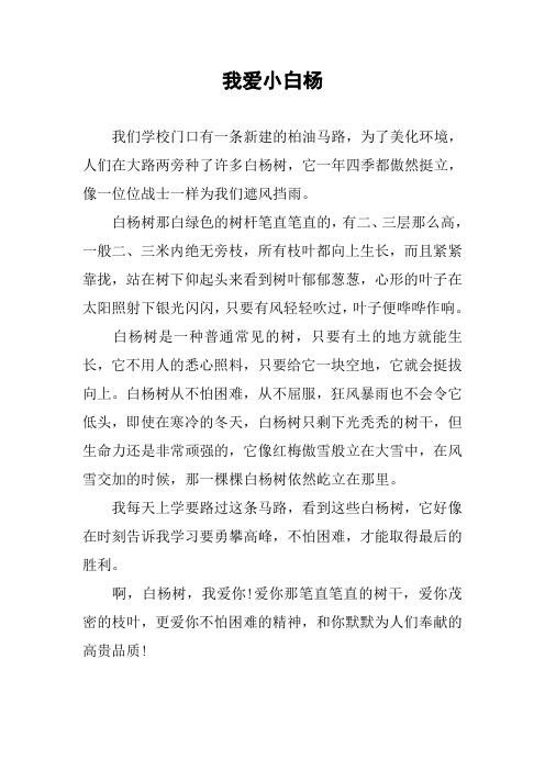 作文-我爱小白杨