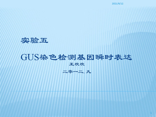 实验五、GUS染色检测基因瞬时表达