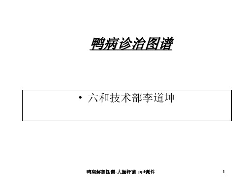 鸭病解剖图谱大肠杆菌 ppt课件