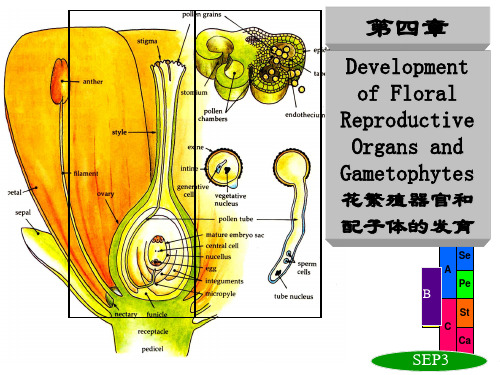 第四章  植物繁殖器官与雌雄配子体发育