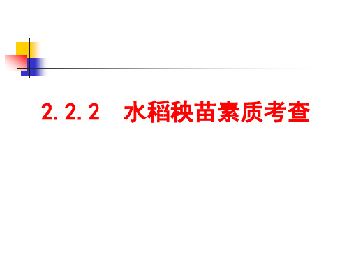 农作物生产技术2.2.2水稻秧苗素质考查-