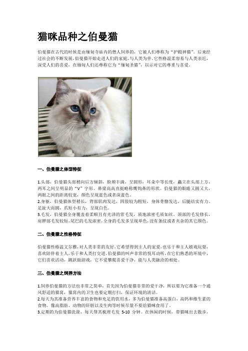 猫咪品种之伯曼猫