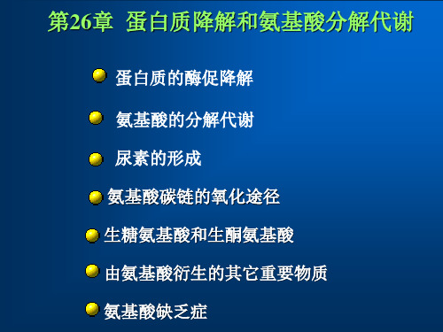 氨基酸的分解代谢 