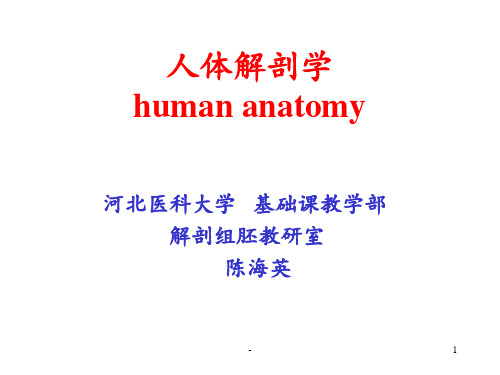 人体解剖学human-anatomy(绪论及运动系统(骨)综合)PPT课件