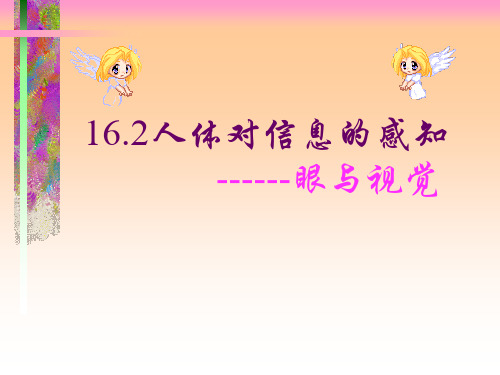 苏科版生物八年级上册 6.16.2 人体对信息的感知——眼与视觉 课件 