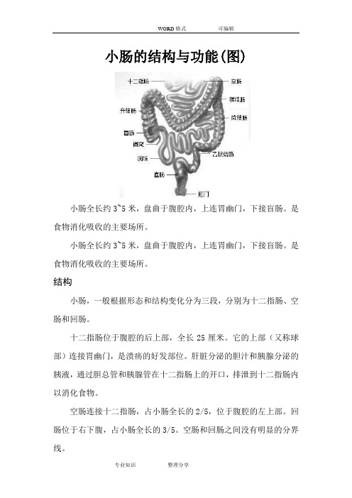 小肠的结构和功能(图)