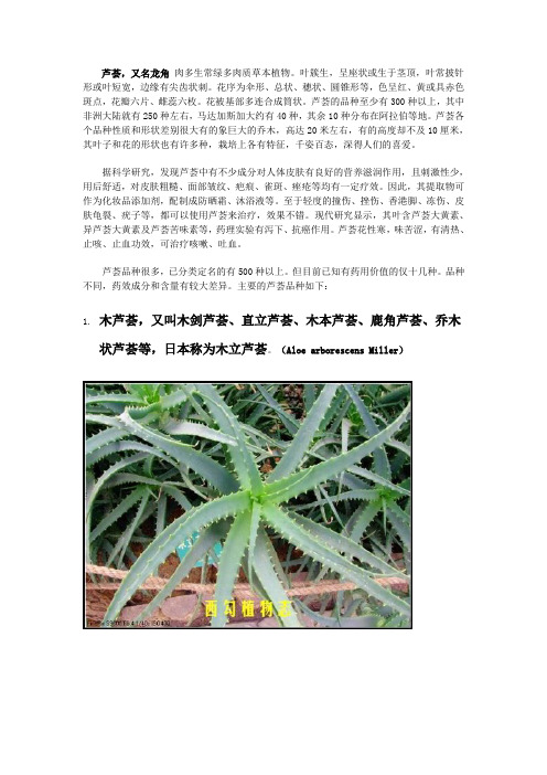 芦荟品种大全(配图)