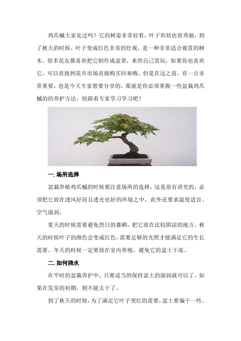 盆栽鸡爪槭怎么养护