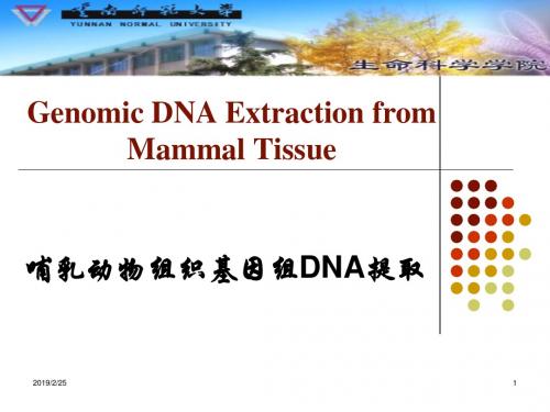 哺乳动物组织基因组DNA提取