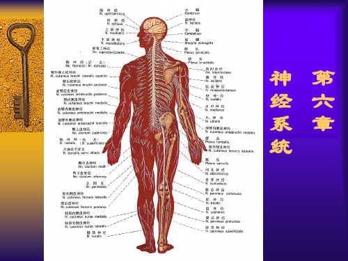 神经系统总论ppt课件