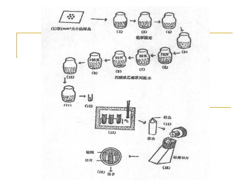 负染技术、扫描电镜样品制备技术