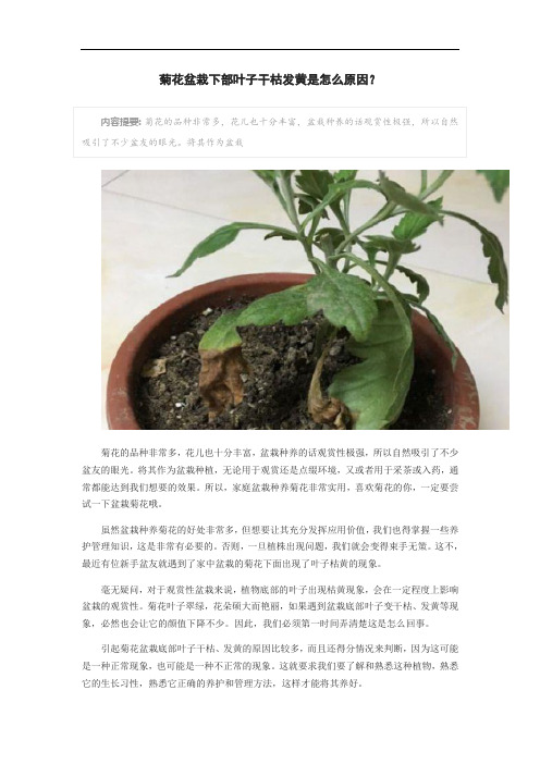 菊花盆栽下部叶子干枯发黄是怎么原因