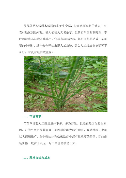 中药材节节草种植,有没有经济效益？