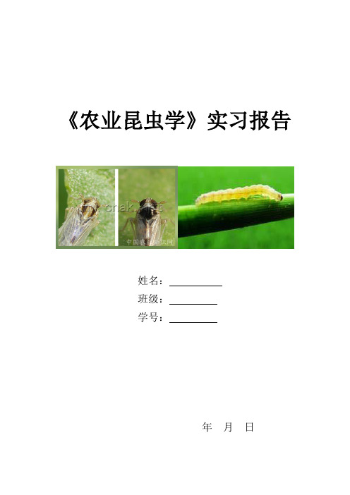 昆虫学实习报告