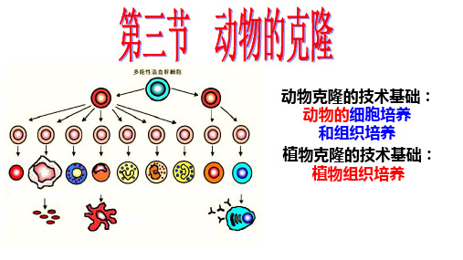 选修3  动物的克隆(75张PPT)