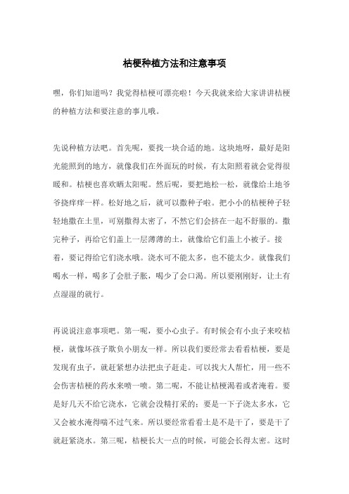 桔梗种植方法和注意事项