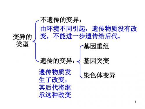 人教版高中生物必修二课件 5.1 基因突变和基因重组(37张ppt)(共37张PPT)