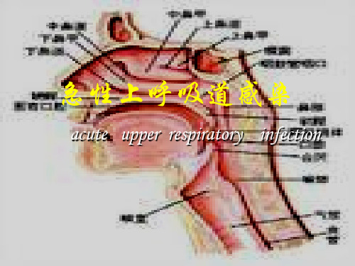 急性上呼吸道感染