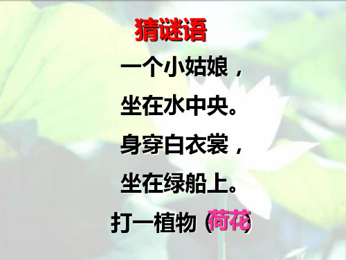 最新2018苏教版三年级上册4《荷花》