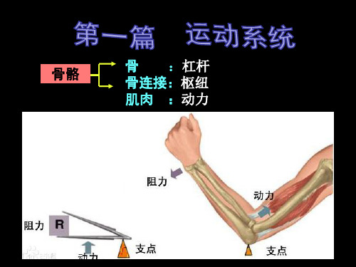 02-04 牛骨学和关节学