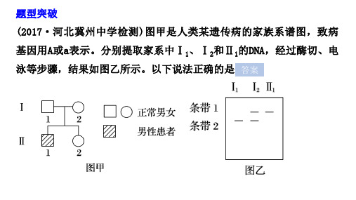 电泳图谱与遗传系谱图