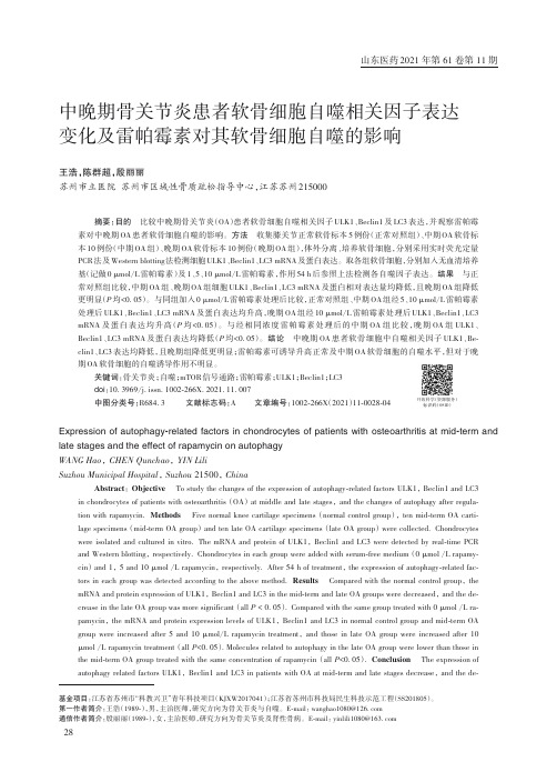 中晚期骨关节炎患者软骨细胞自噬相关因子表达变化及雷帕霉素对其软骨细胞自噬的影响