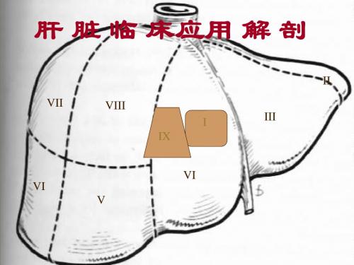 肝脏解剖