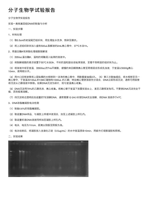 分子生物学试验报告