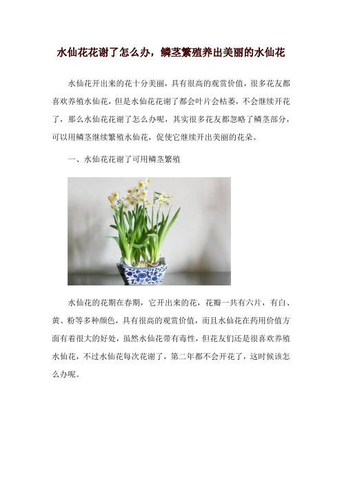 水仙花花谢了怎么办,鳞茎繁殖养出美丽的水仙花