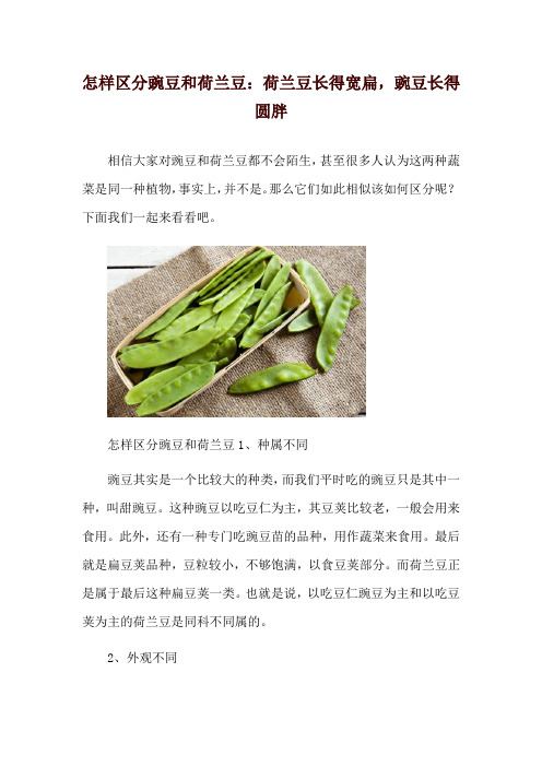 怎样区分豌豆和荷兰豆：荷兰豆长得宽扁,豌豆长得圆胖