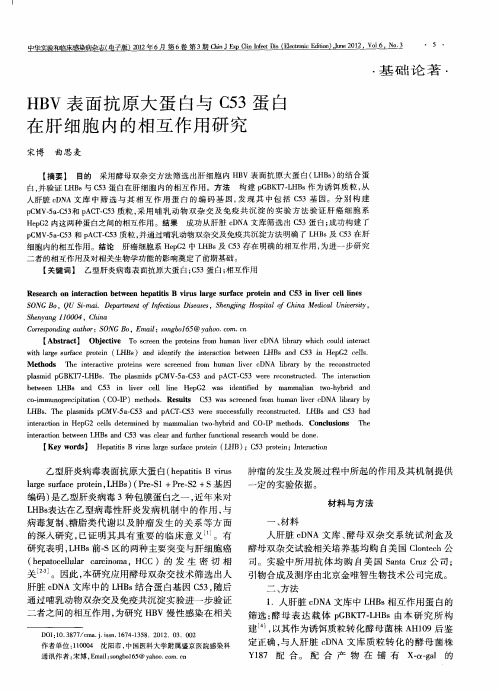 HBV表面抗原大蛋白与C53蛋白在肝细胞内的相互作用研究