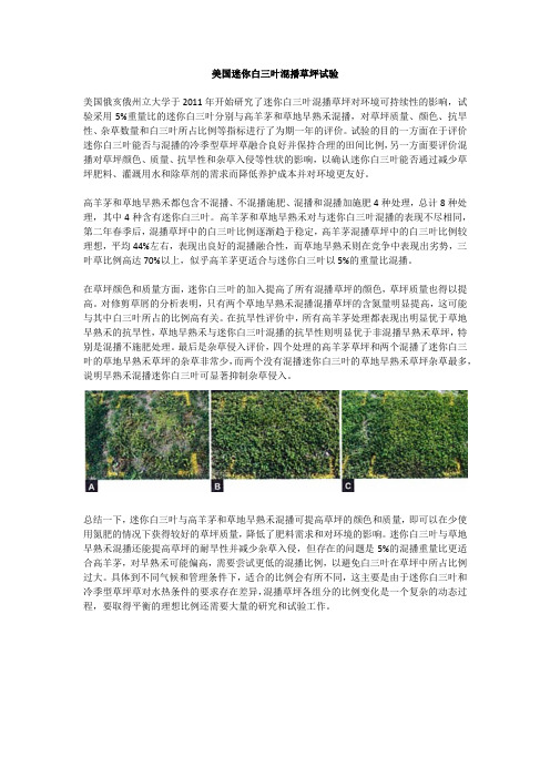 美国迷你白三叶混播草坪试验