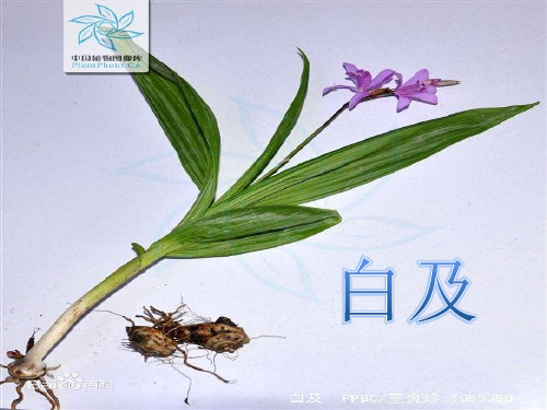 白及、仙鹤草