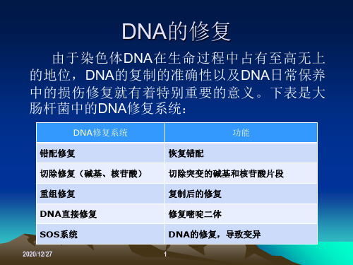 DNA的修复PPT课件