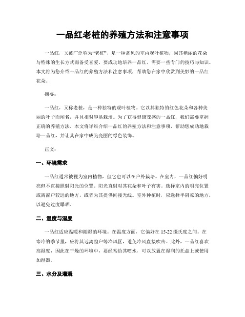 一品红老桩的养殖方法和注意事项