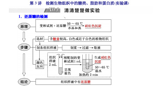 第3讲  检测生物组织中的糖类、脂肪和蛋白质(实验课)