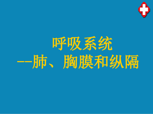 呼吸系统—肺胸膜和纵隔(护理解剖学课件)