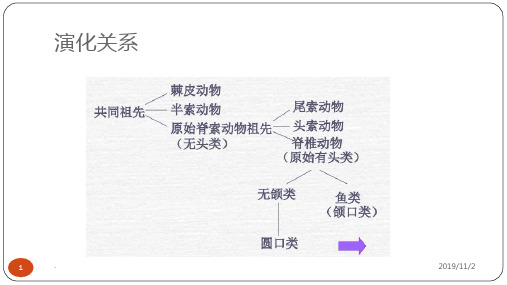 脊椎动物学-解析版PPT课件