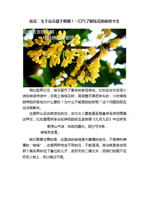 桂花：生于远古盛于明朝！一口气了解桂花的前世今生