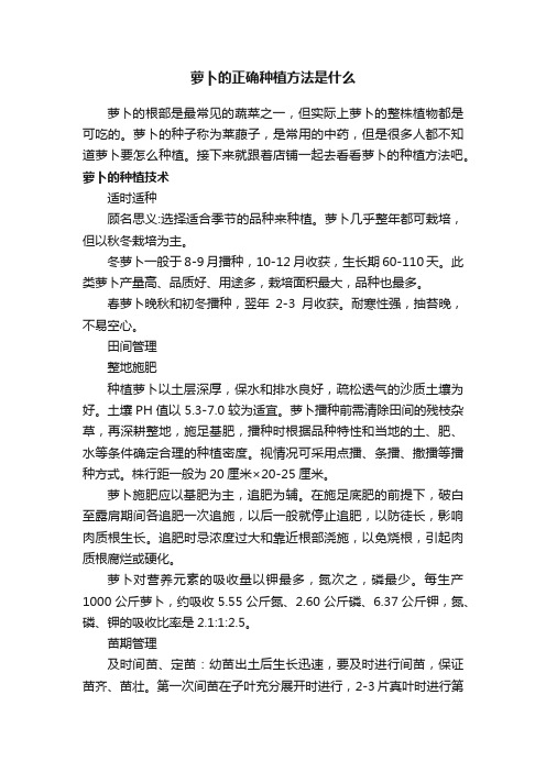 萝卜的正确种植方法是什么