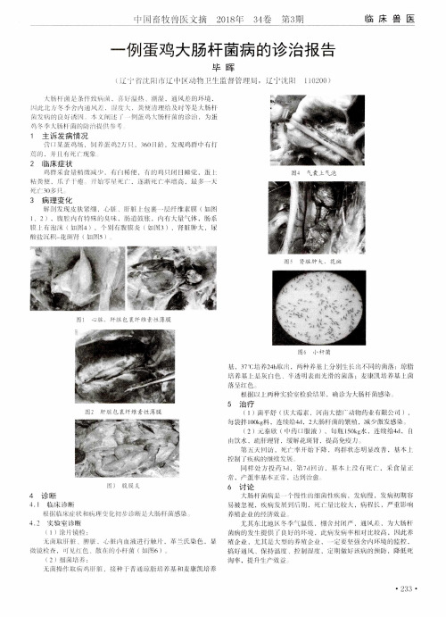 一例蛋鸡大肠杆菌病的诊治报告