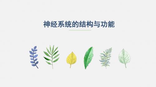 2.2 神经系统的结构与功能