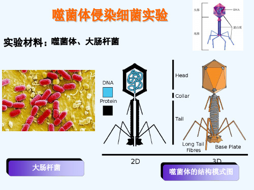 噬菌体侵染大肠细菌的实验详细版