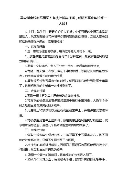 平安树金钱树不用买！有枝叶就能扦插，成活率高来年长好一大盆！