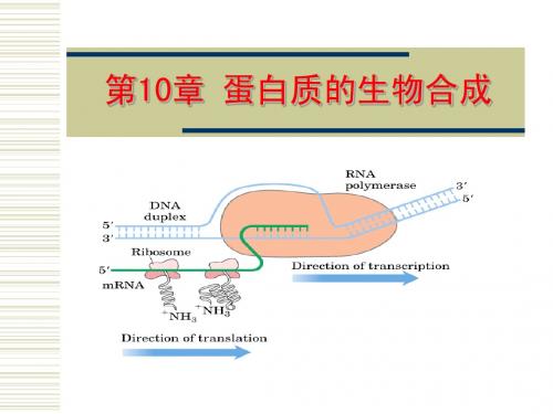 第10章 蛋白质的生物合成